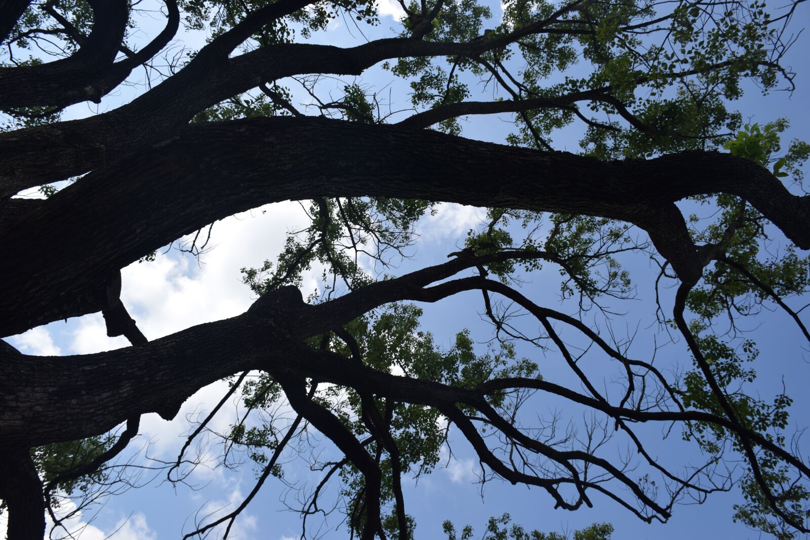 Nikon D5300 sample photo. Sky, tree, clouds photography