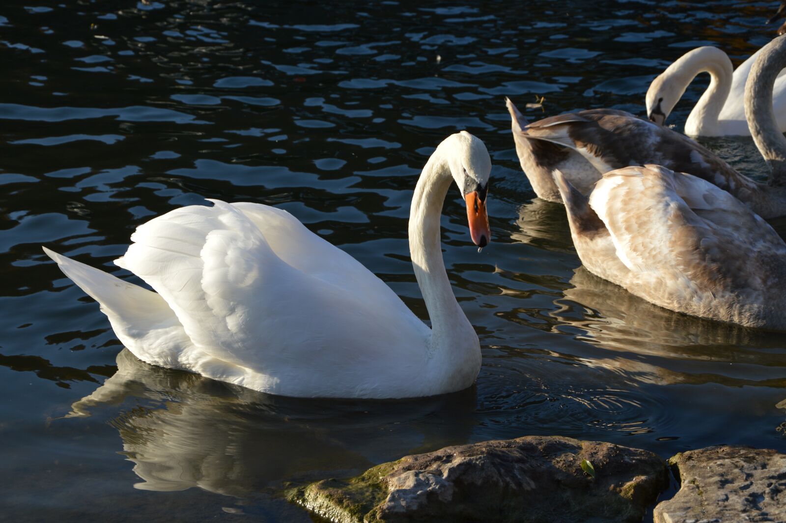 Nikon D7200 sample photo. Swan, isar, swans photography