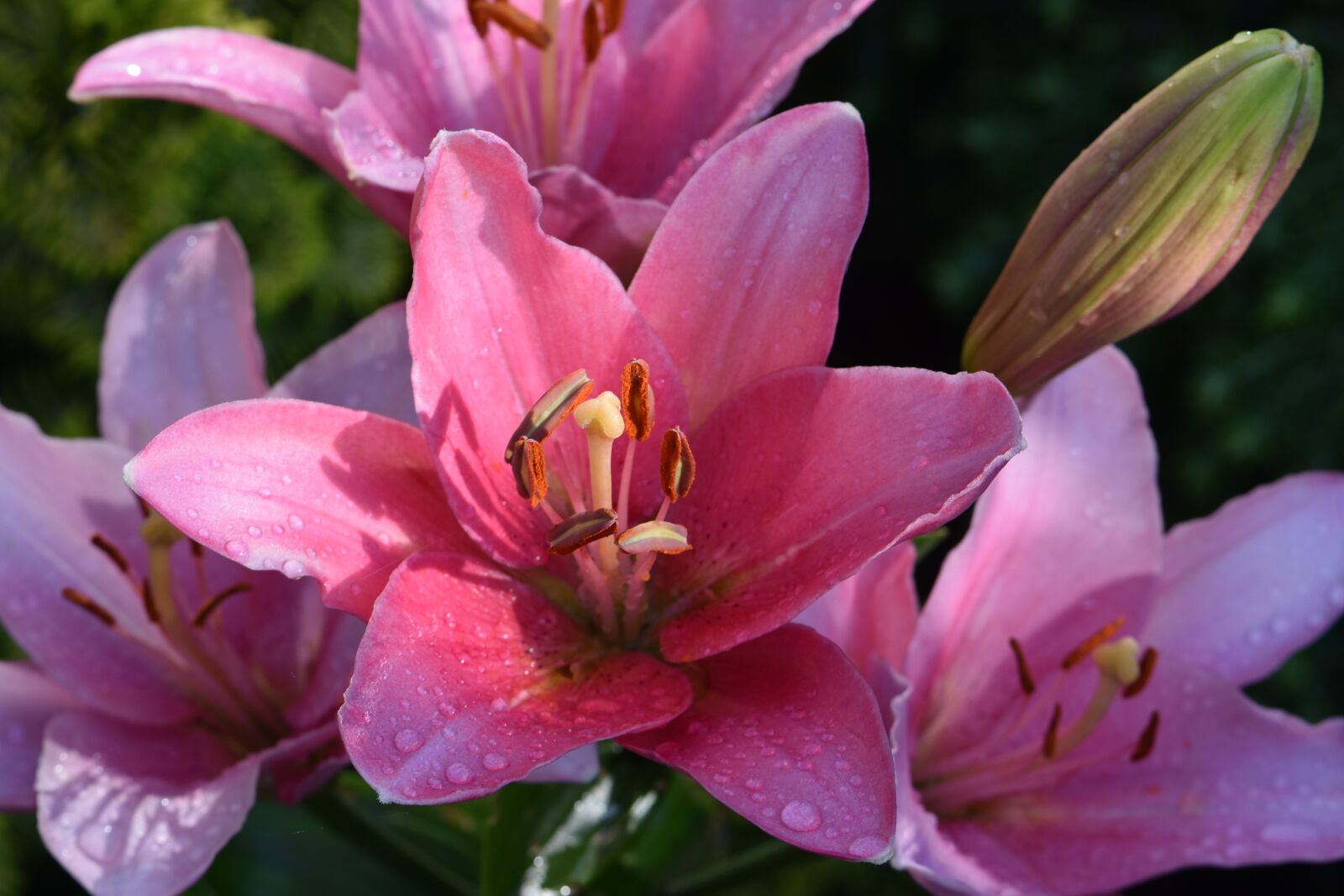 Nikon D5600 sample photo. Lily, pink, red photography