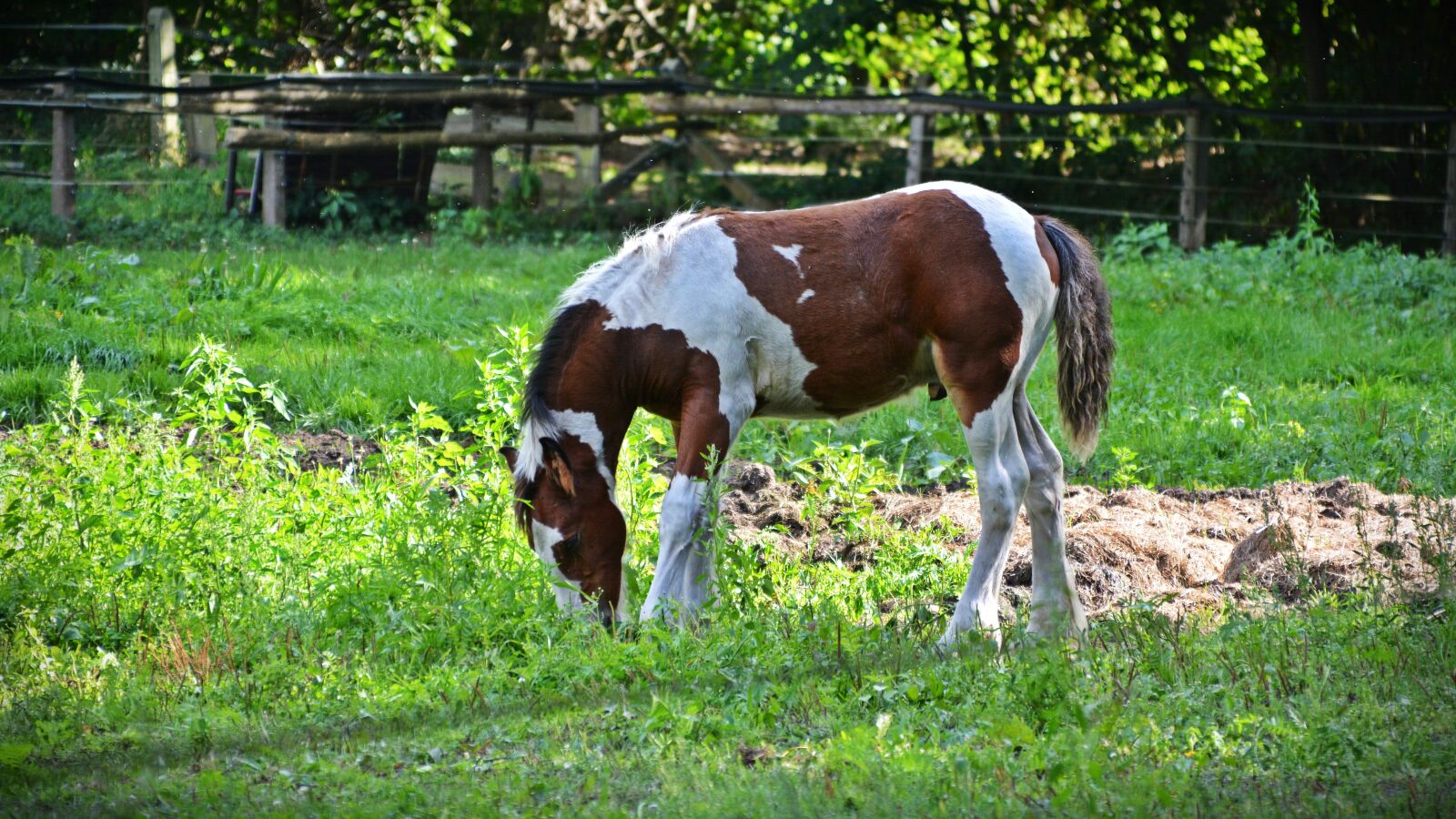 Nikon D5200 sample photo. Horse, foal, animal photography