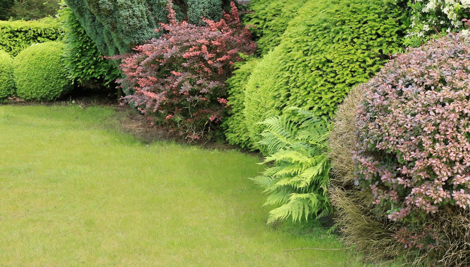 Canon EOS 750D (EOS Rebel T6i / EOS Kiss X8i) sample photo. Hague, green, vegetable photography