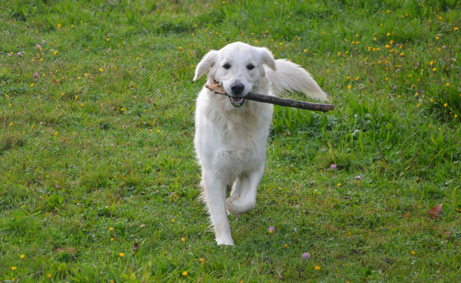 Nikon D5200 sample photo. Dog golden retriever, run photography