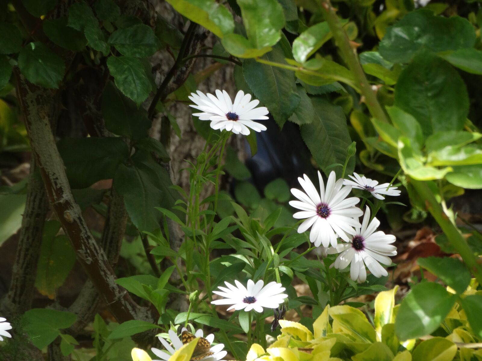 Sony Cyber-shot DSC-HX300 sample photo. Goat killer, polar star photography