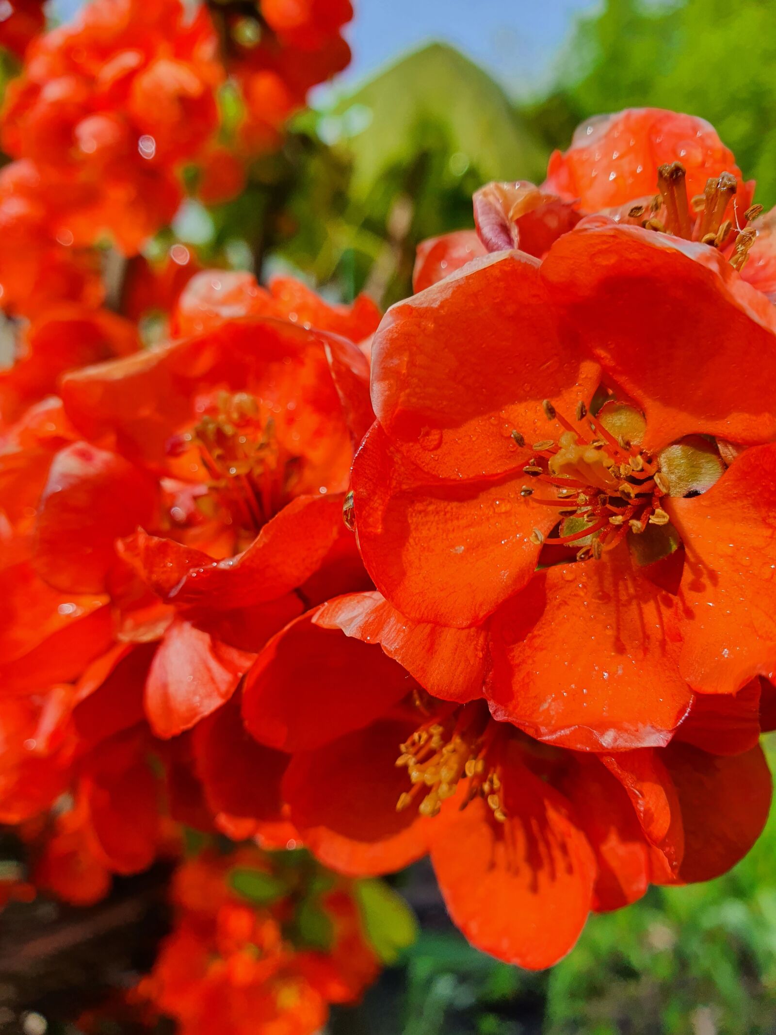 Samsung Galaxy S10 sample photo. In red, flower, spring photography