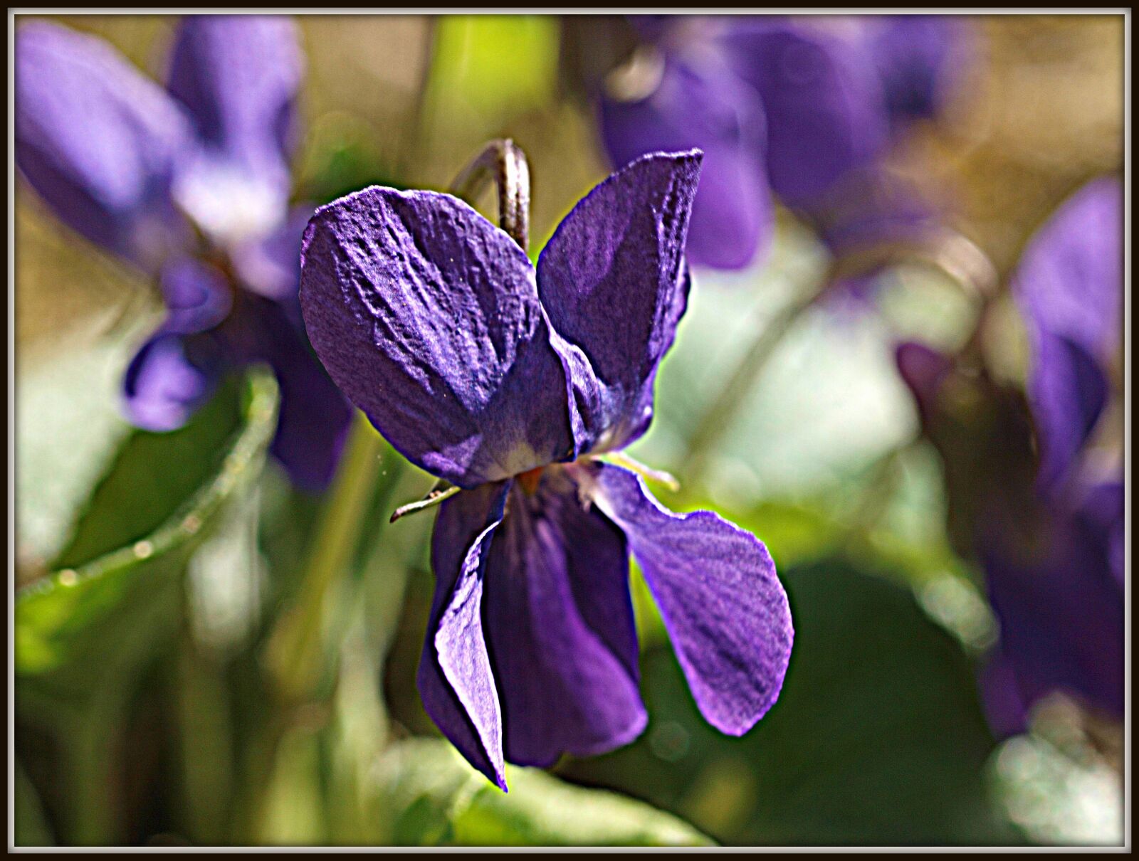 Olympus E-3 sample photo. Violet, flower, spring photography