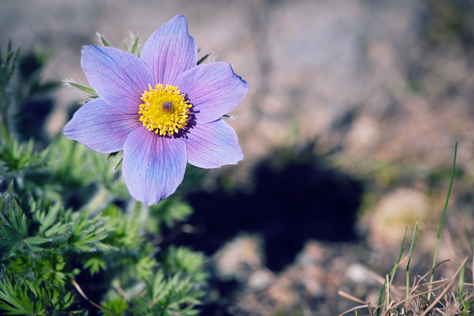 Nikon D750 sample photo. Anemone, blue, blue anemone photography