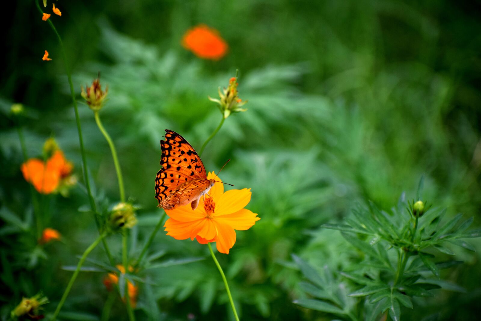 Nikon D3300 sample photo. Nature, flora, outdoors photography