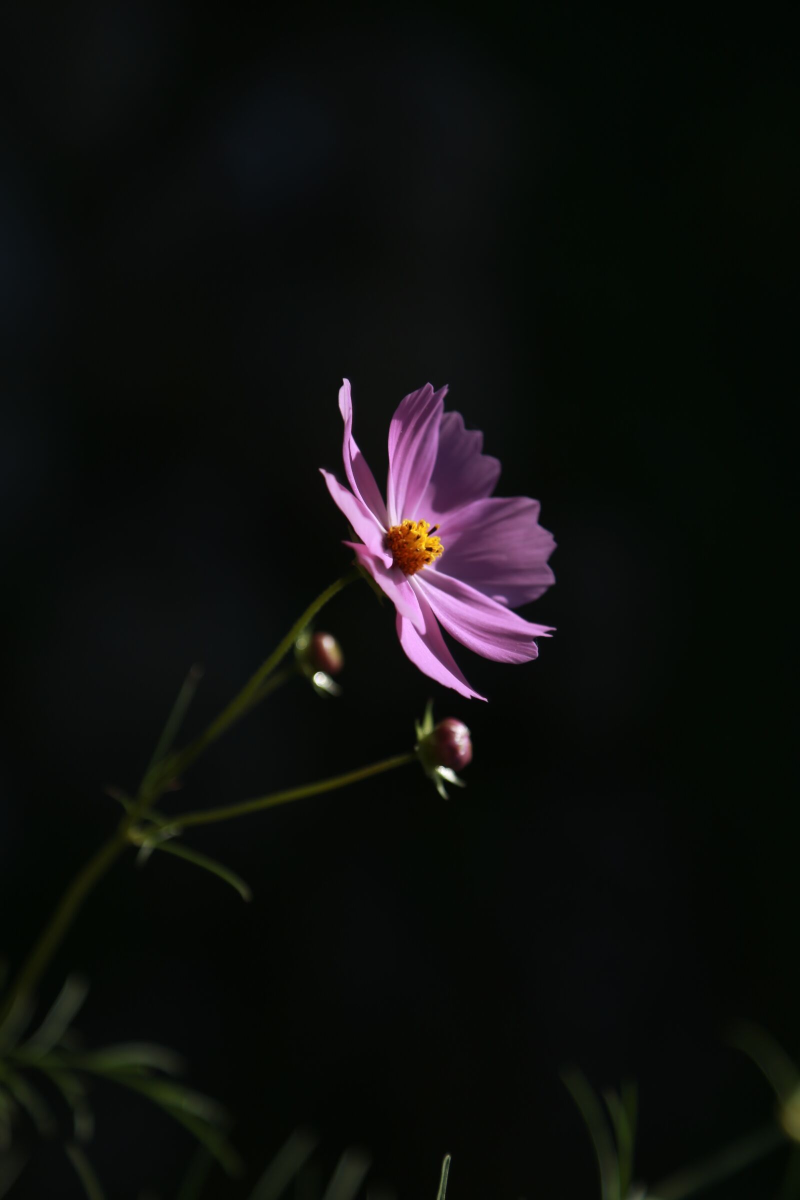 Canon EOS 6D + Canon EF 24-105mm F4L IS USM sample photo. Cosmos, flowers, nature photography