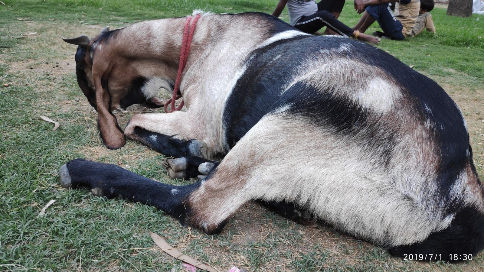 Xiaomi POCO F1 sample photo. Goat, close goat, animal photography