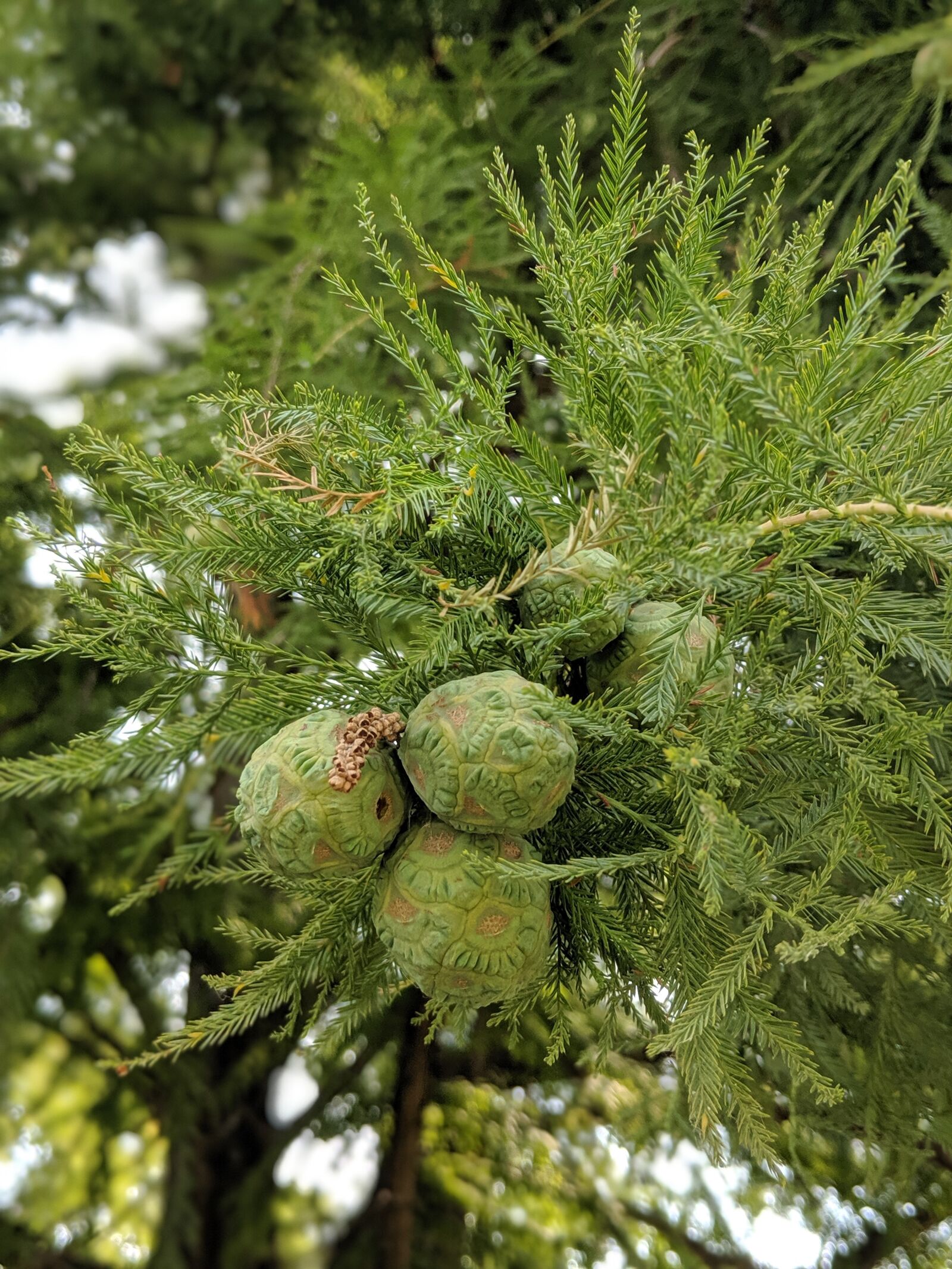 Google Pixel 2 sample photo. Conifer, pine, evergreen photography