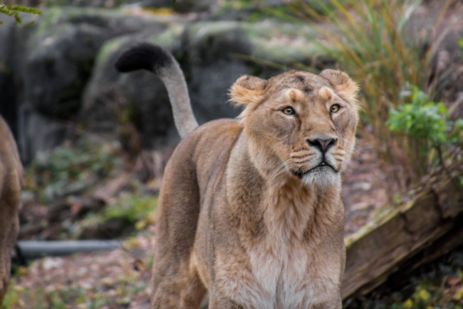 Canon EOS 70D sample photo. Lioness, leo, animal photography