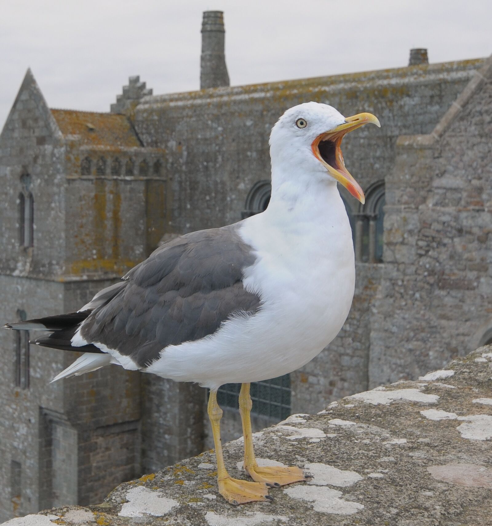 Nikon D300 sample photo. Seagull, animal, bird photography