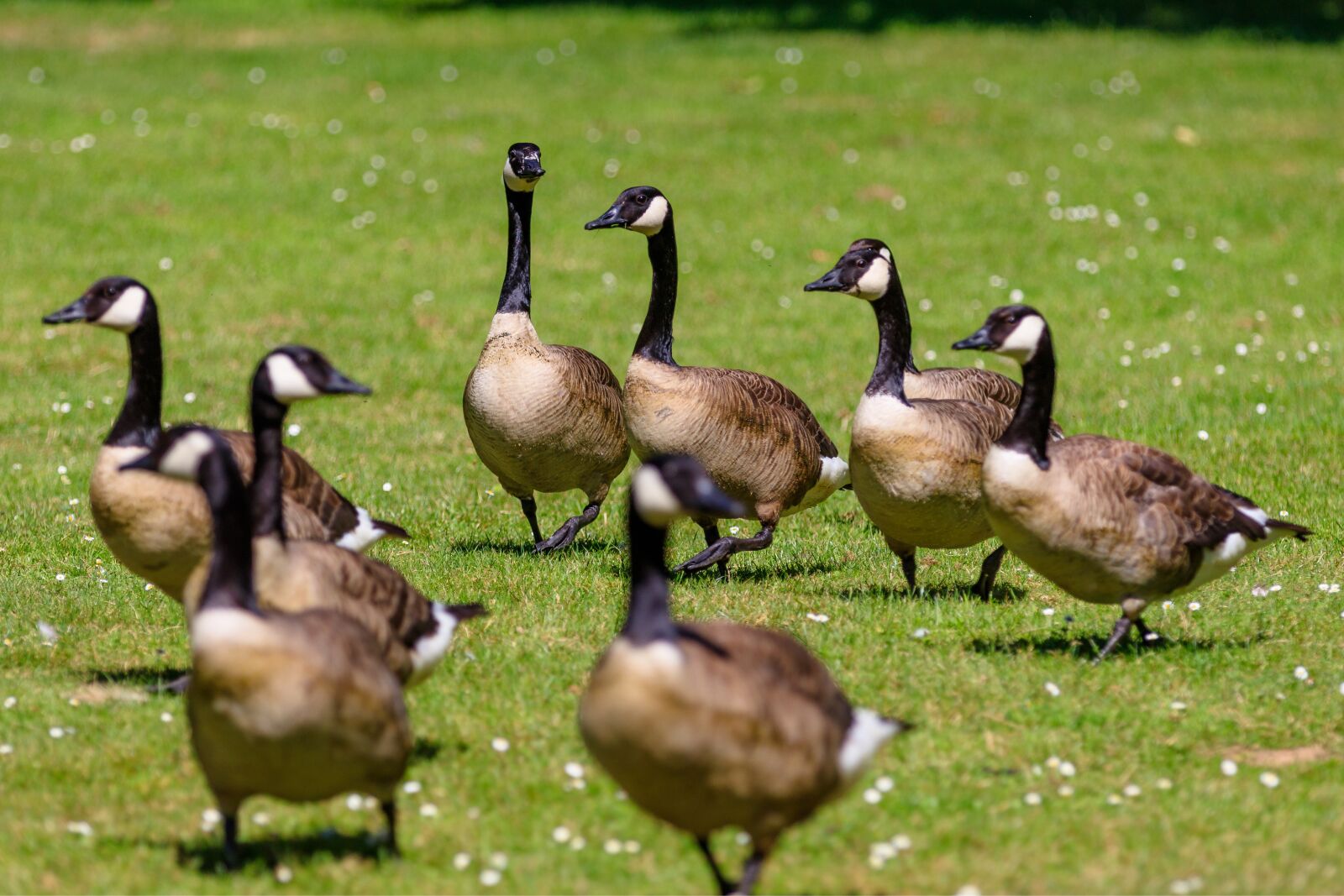 Canon EOS 80D sample photo. Geese, canada geese, birds photography