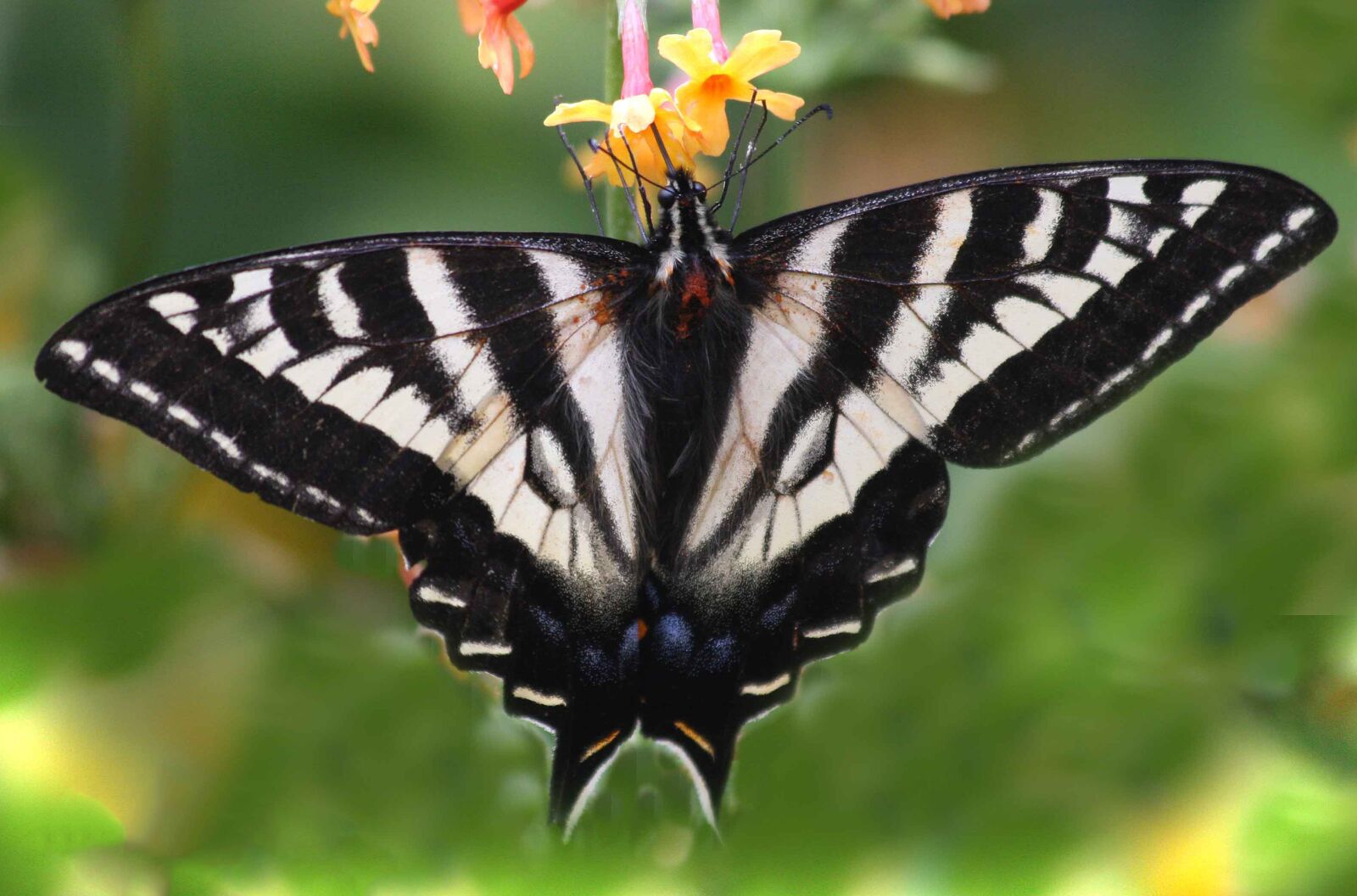 Canon EOS 40D sample photo. Swallowtail butterfly, insect, nature photography