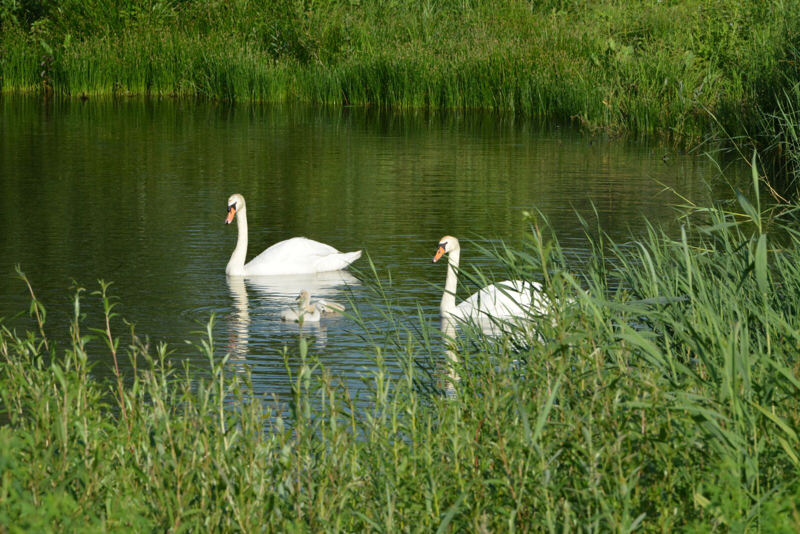 Nikon D7100 sample photo. Swan, water fowl, elegant photography