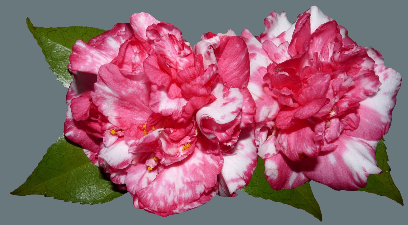 Panasonic Lumix DMC-FZ28 sample photo. Camellias, flowers, garden photography