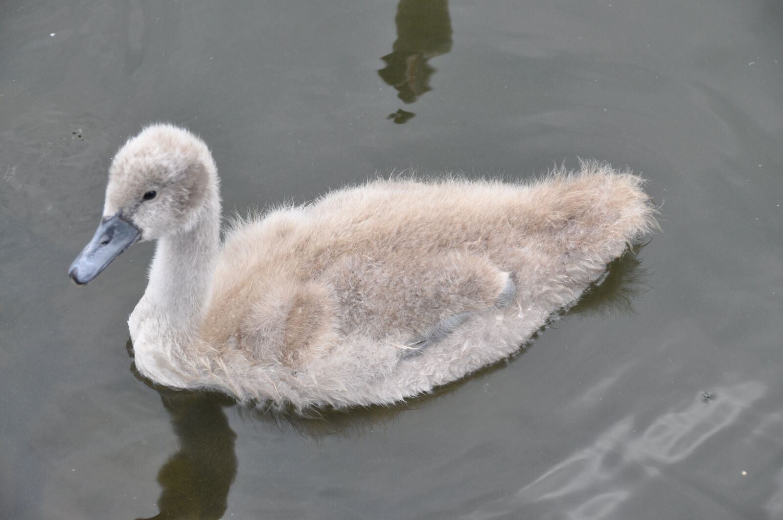 Nikon D90 sample photo. Cygnet, aquatic animal, water photography