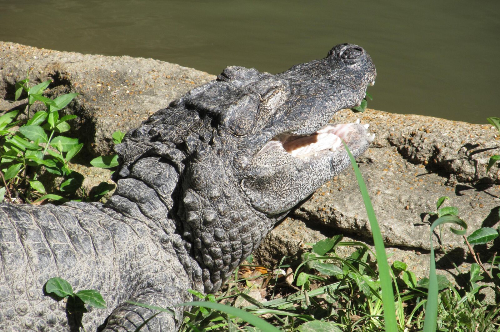 Canon PowerShot SX130 IS sample photo. Alligator, chinese, smile photography