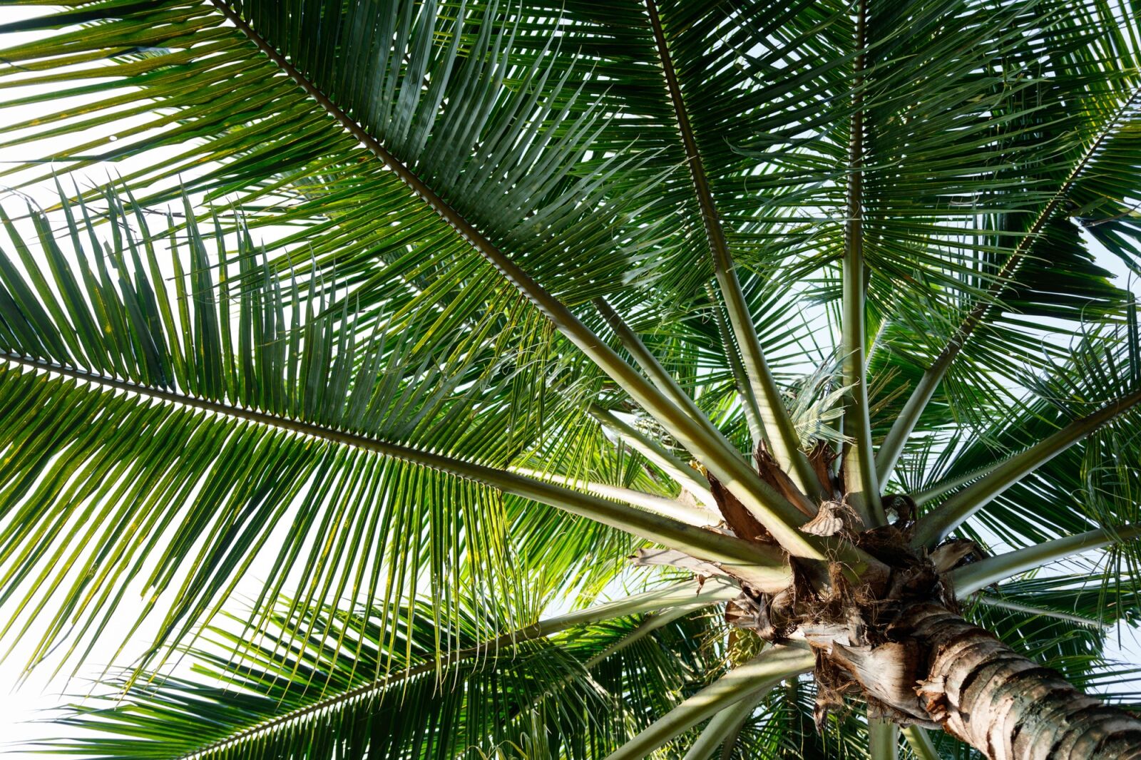 Canon EOS 750D (EOS Rebel T6i / EOS Kiss X8i) sample photo. Coconut, tree, green photography