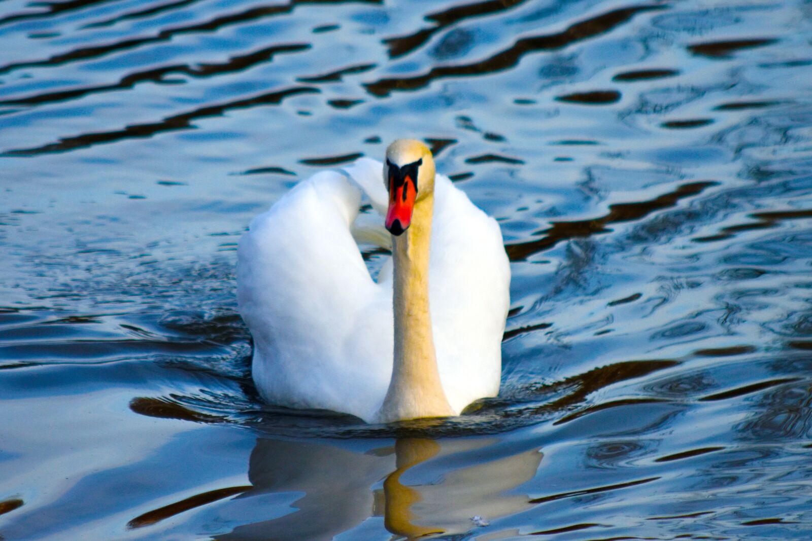 Nikon D3400 sample photo. Swan, ave, bird out photography