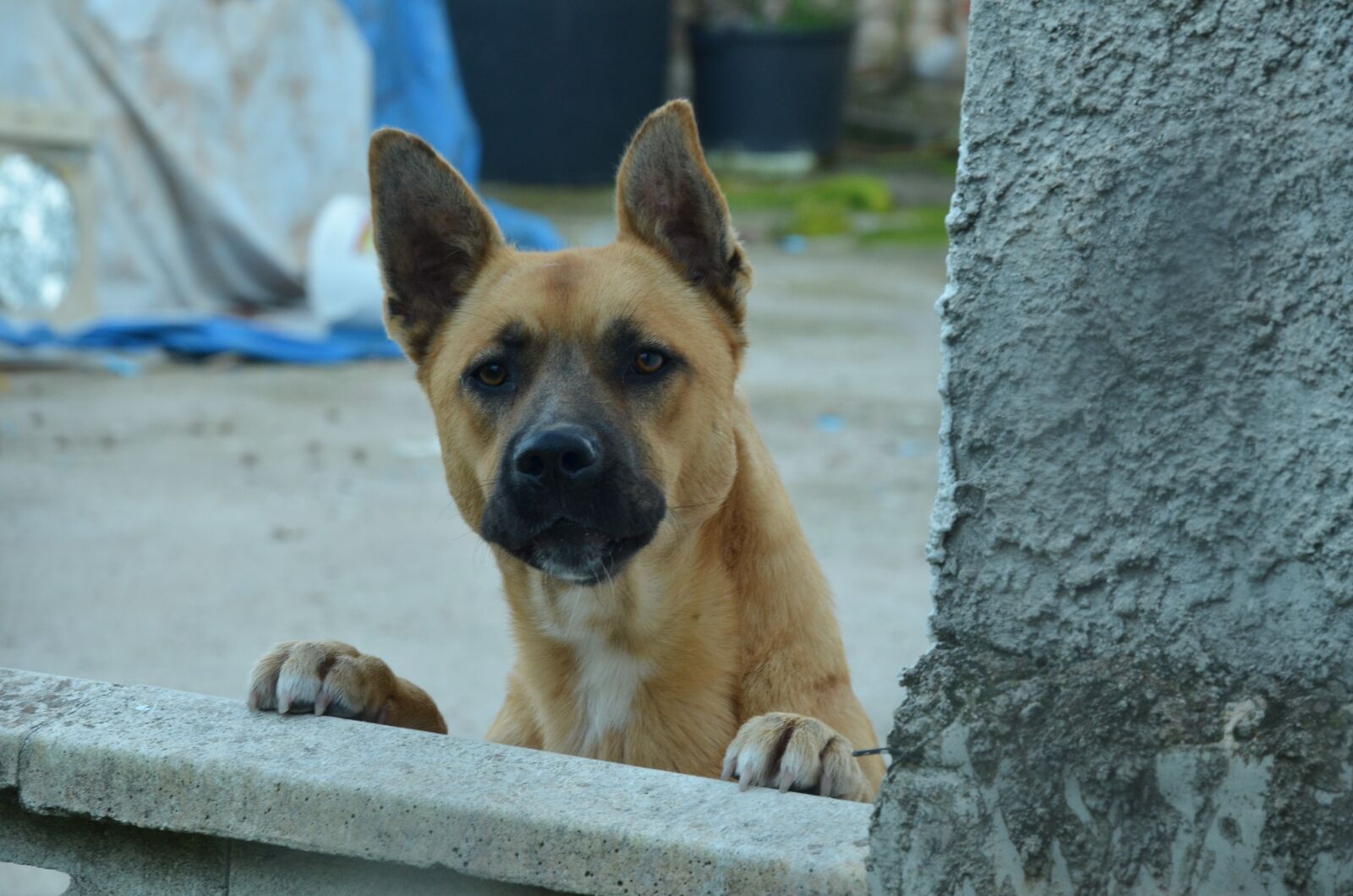 Nikon D7000 sample photo. Dog, pet, watch photography