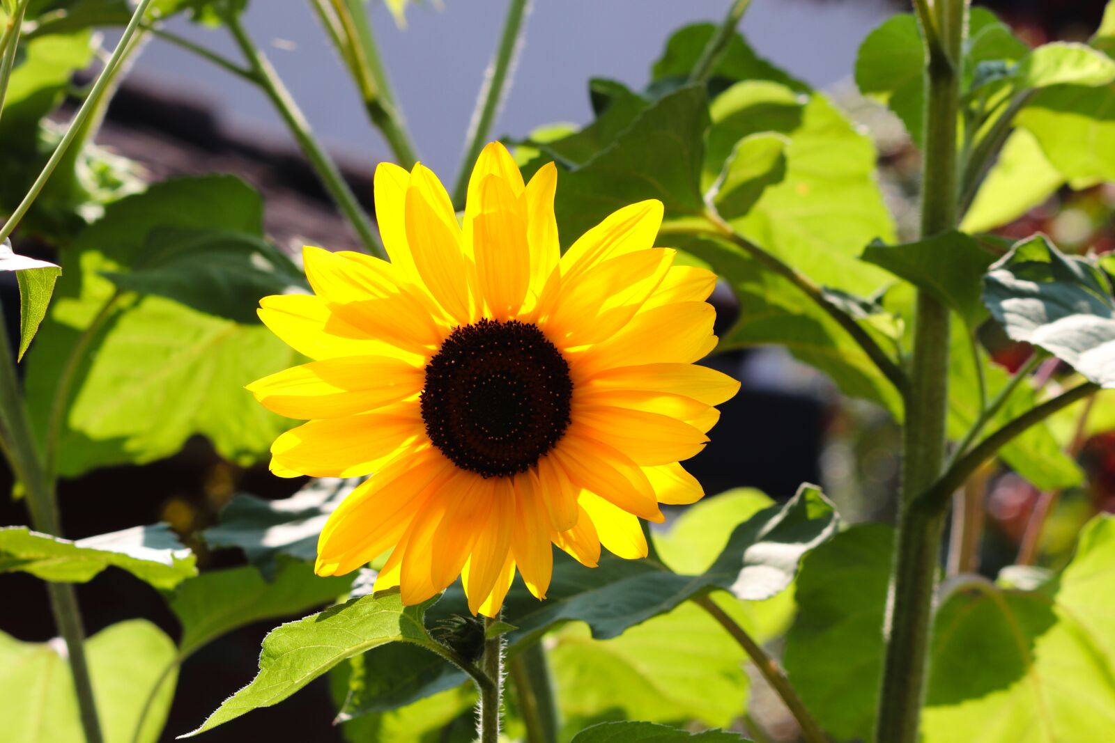 Canon EOS 200D (EOS Rebel SL2 / EOS Kiss X9) sample photo. Sunflower, blossom, bloom photography