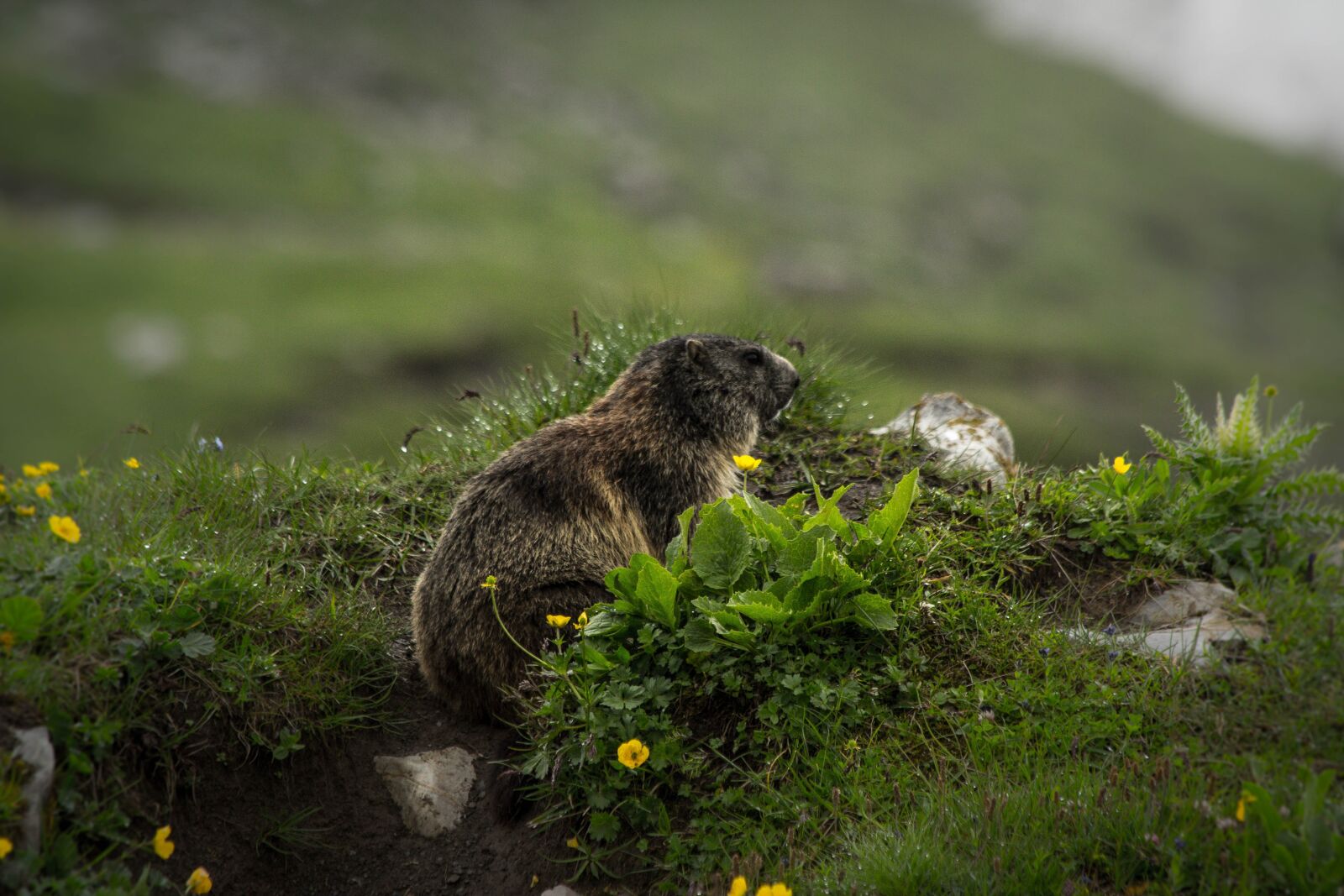 Canon EF 70-300mm F4-5.6 IS USM sample photo. Nature, grass, animal world photography