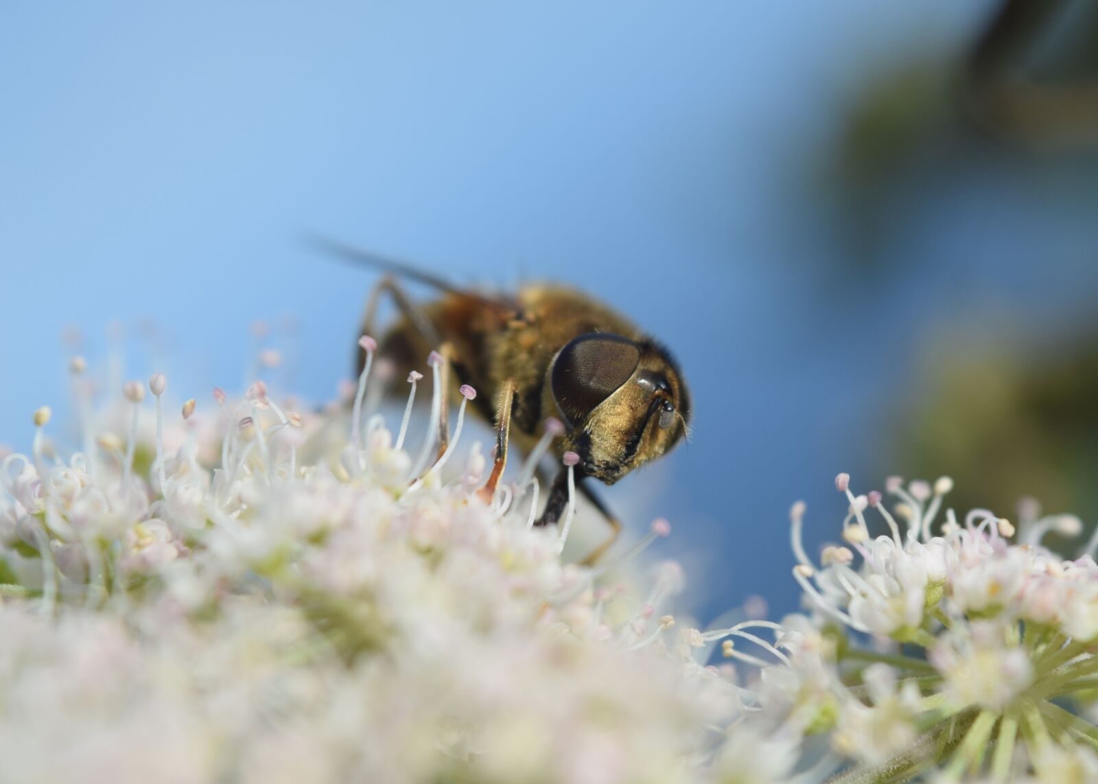 Nikon D5300 sample photo. Bee, flower, blossom photography