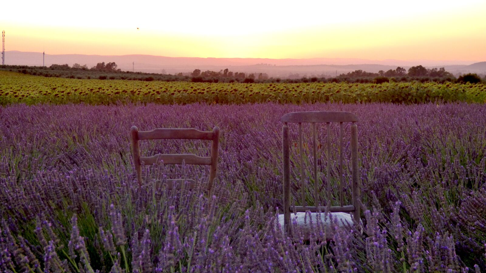 Panasonic DMC-FZ72 sample photo. Lavender, field, sunset photography