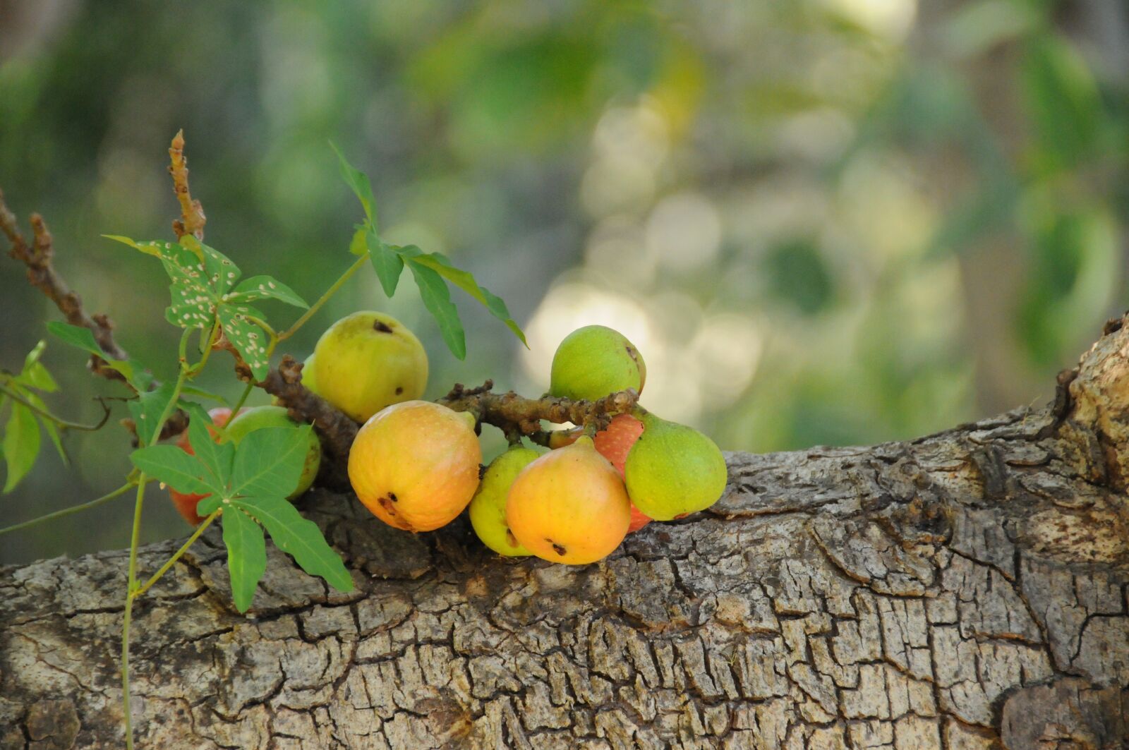 Nikon D300 sample photo. Fruit, bark, tree photography