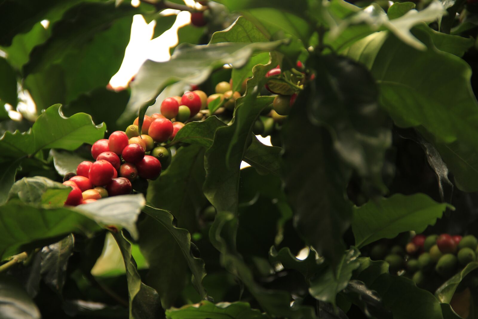 Canon EOS 7D sample photo. Coffee grains, mature, agriculture photography