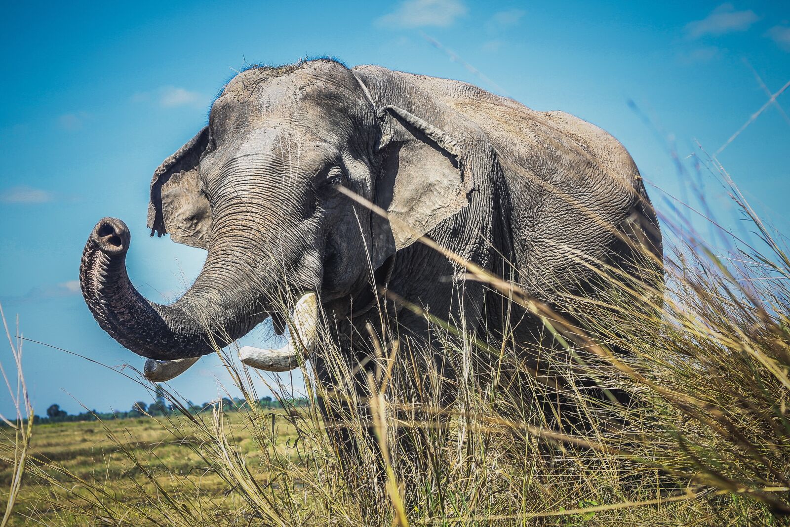 Canon EOS 1100D (EOS Rebel T3 / EOS Kiss X50) sample photo. Elephant, animals, asia photography