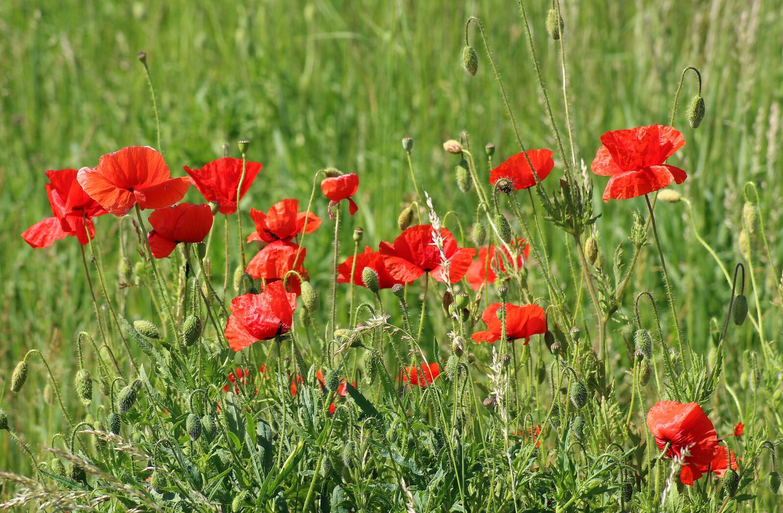 Canon EOS 1200D (EOS Rebel T5 / EOS Kiss X70 / EOS Hi) sample photo. Poppies, wildflowers, meadow photography