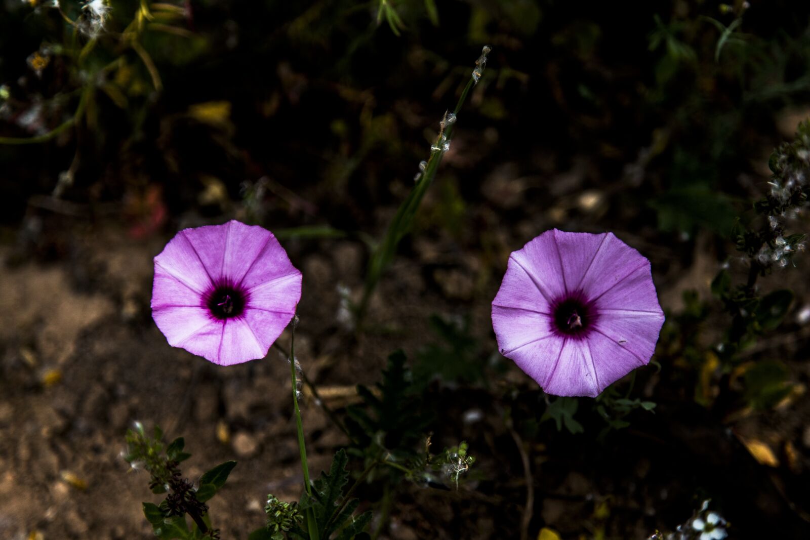 Canon EOS 6D + Canon EF 24-105mm F4L IS USM sample photo. Flores, flower, nature photography