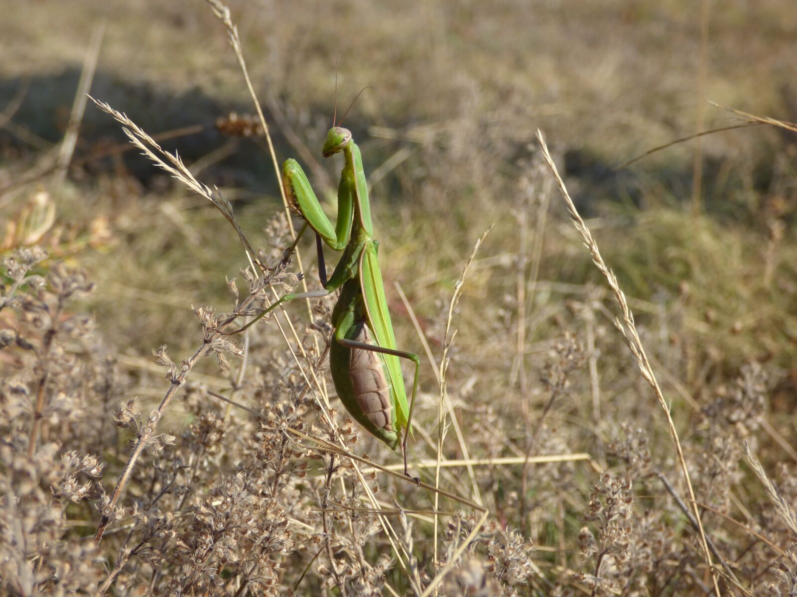 Panasonic DMC-FZ72 sample photo. Mantis, grass, insects photography