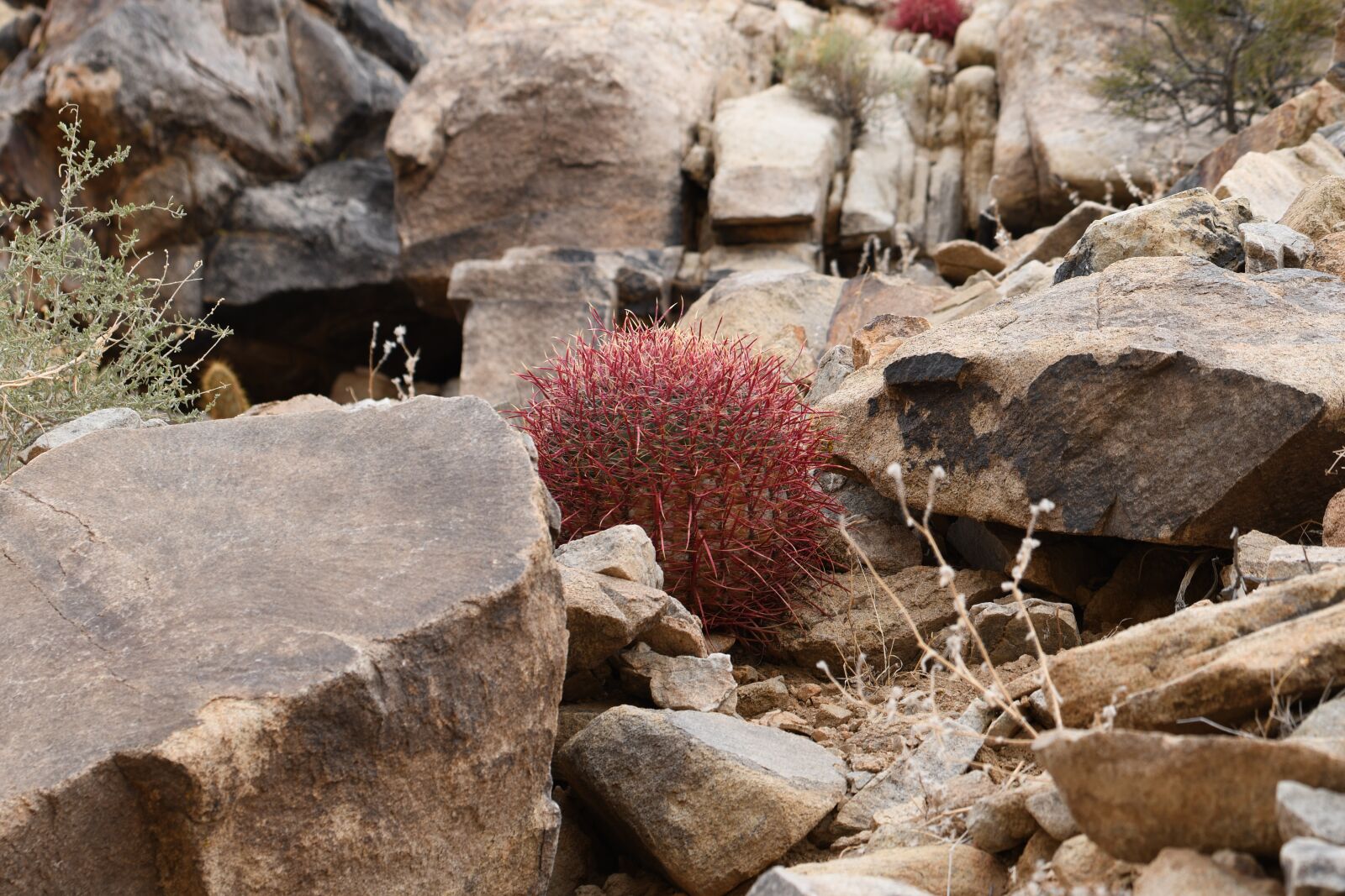 Nikon D7500 sample photo. Joshua tree, desert, cacti photography