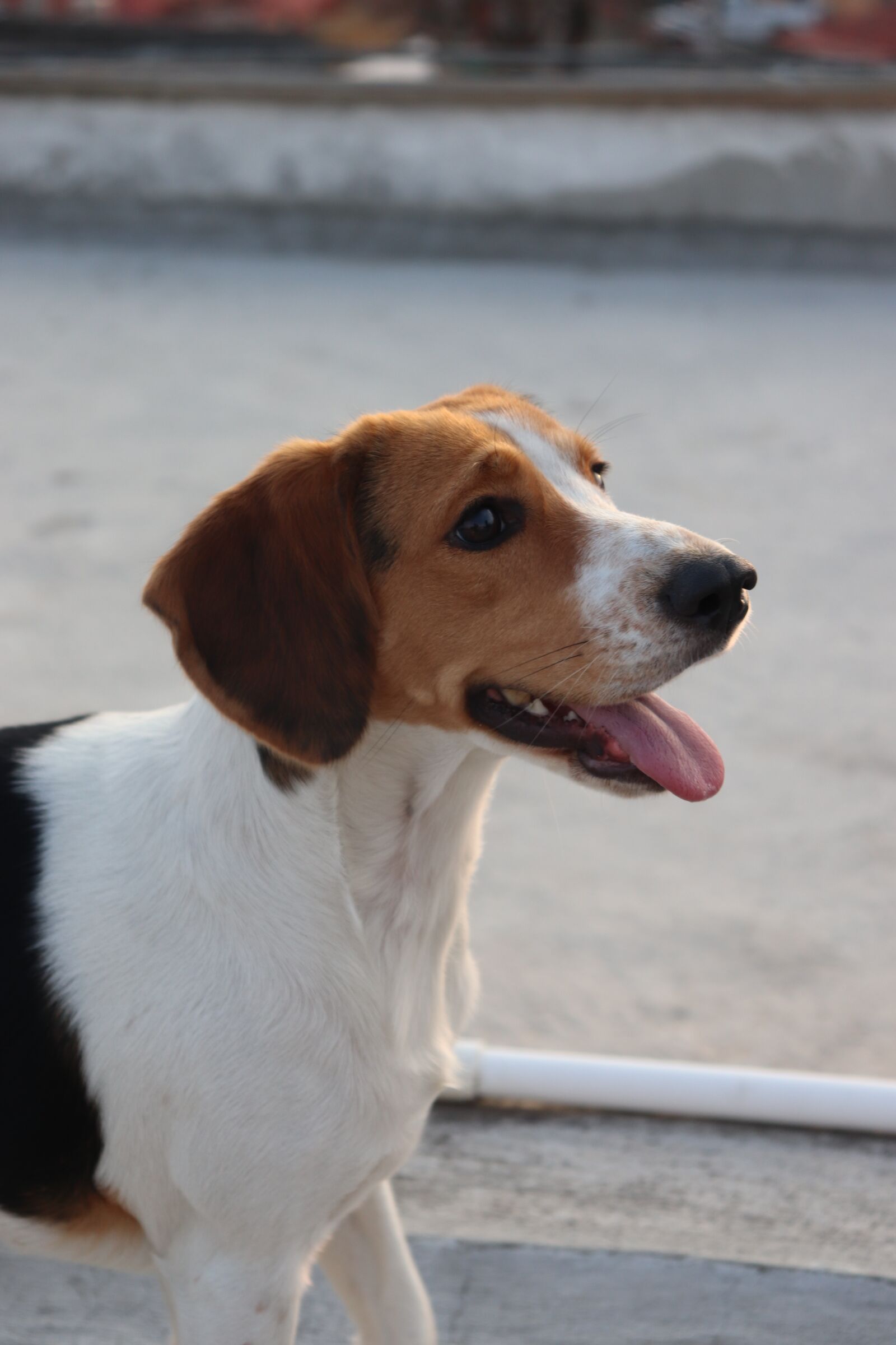 Canon EOS 200D (EOS Rebel SL2 / EOS Kiss X9) sample photo. Posing, dogs, beagle photography