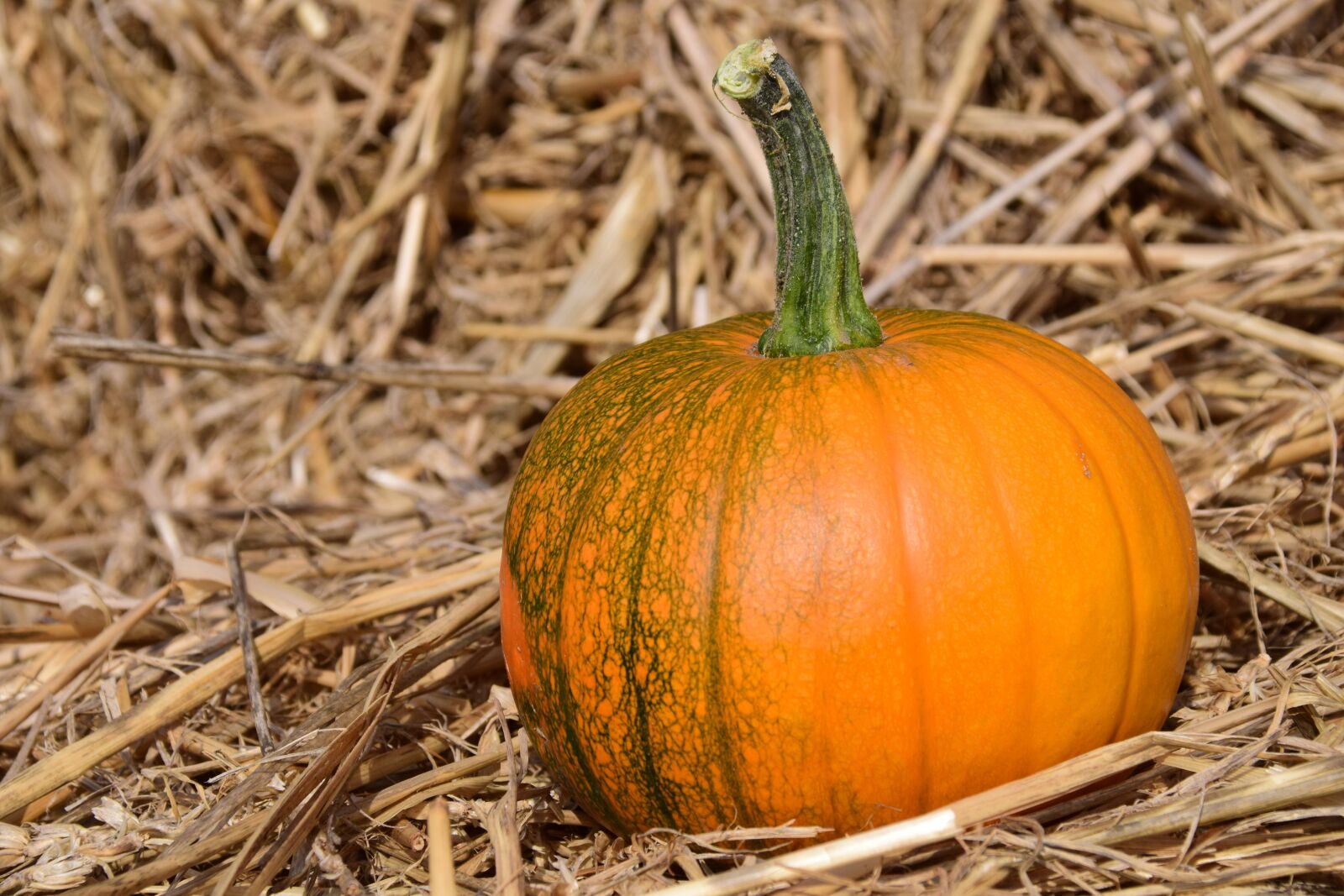Nikon D3300 sample photo. Pumpkin, straw, autumn photography