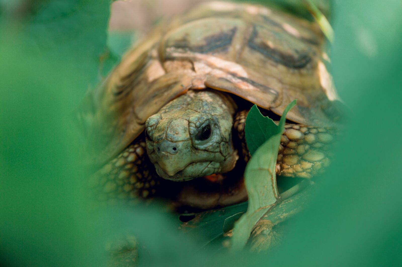 Nikon D3200 sample photo. Tortoise, reptile, animal photography