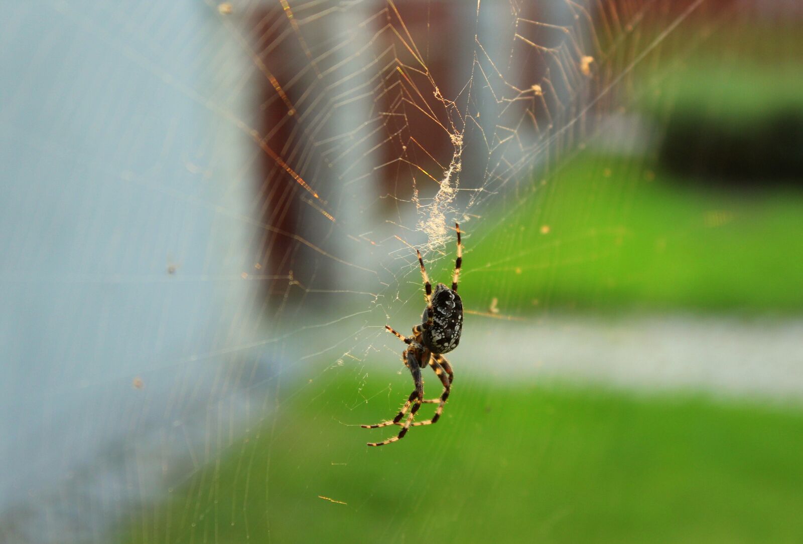 Canon EOS 1200D (EOS Rebel T5 / EOS Kiss X70 / EOS Hi) sample photo. Spider, araneus, hotel photography
