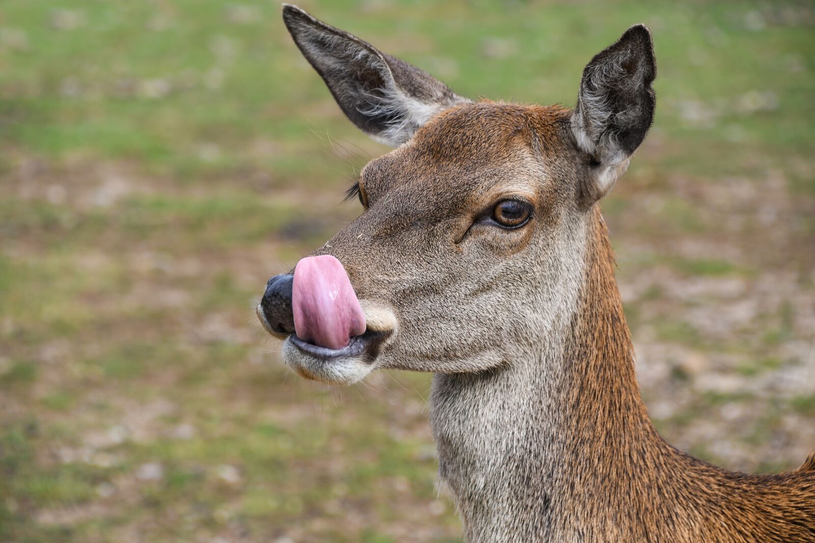 Nikon D500 sample photo. Biche, language, deer photography