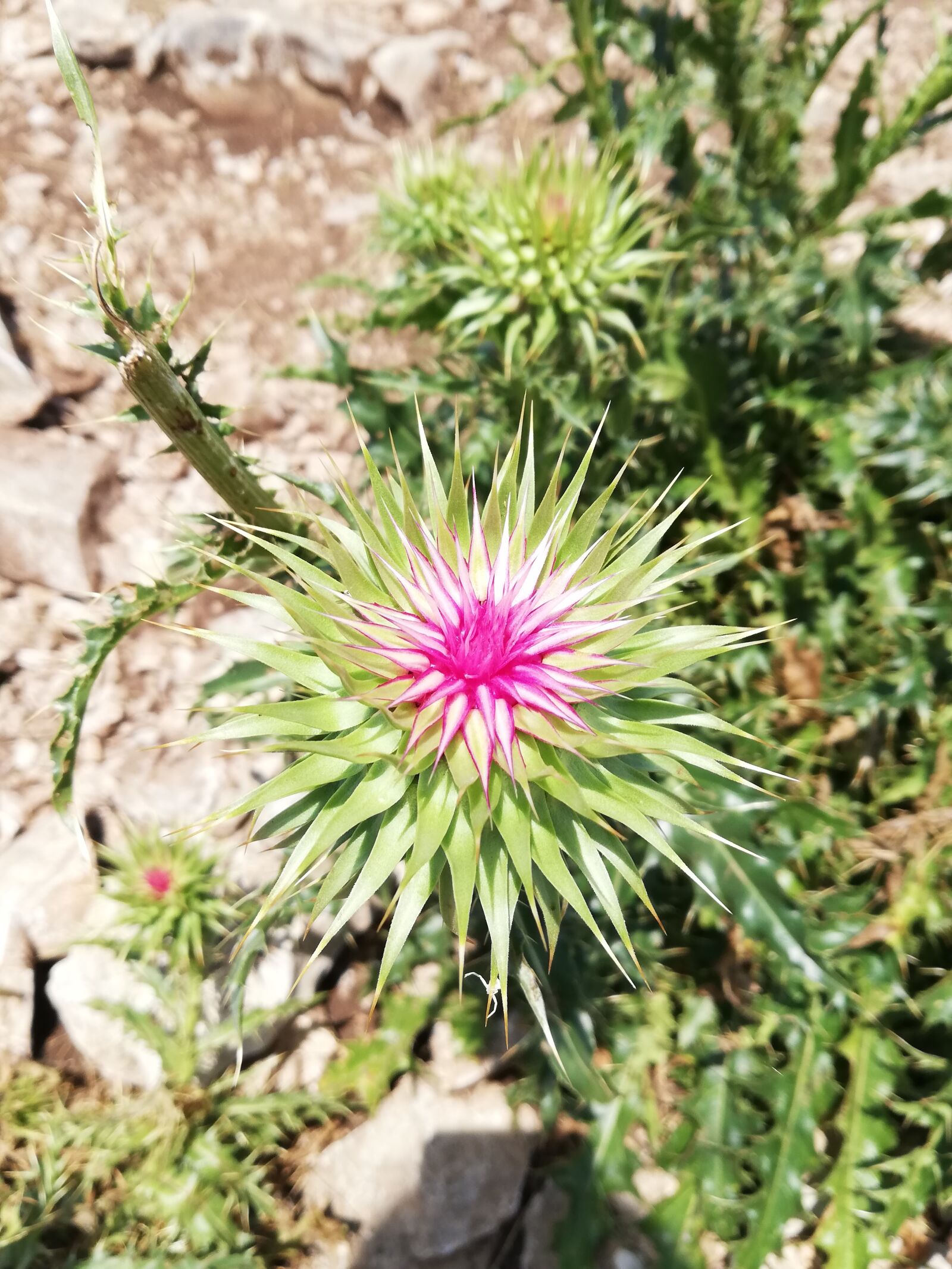 HUAWEI P20 lite sample photo. Plant, thistle, nature photography