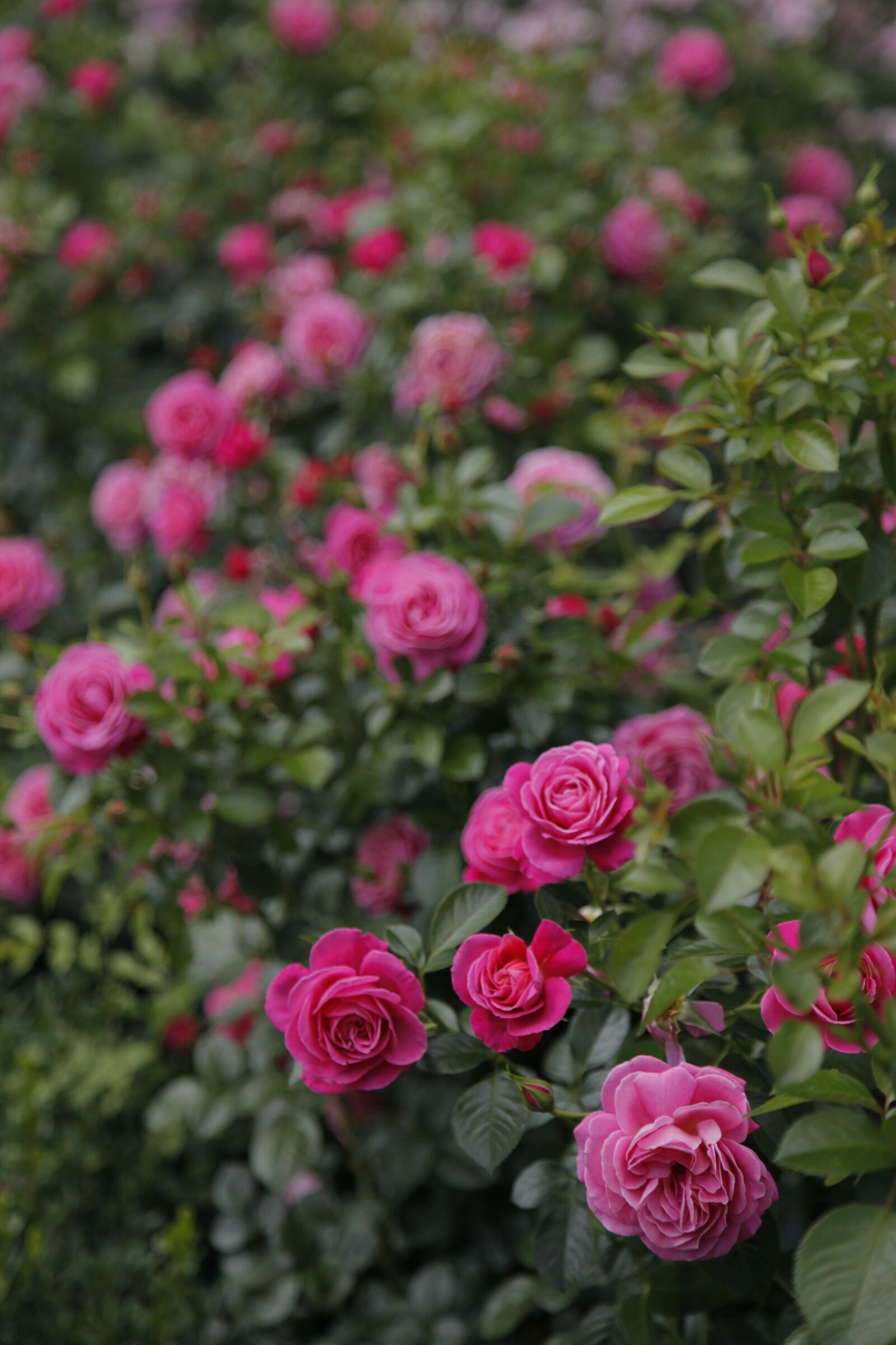 Canon EOS 5D Mark II sample photo. Flower, rose, plant photography