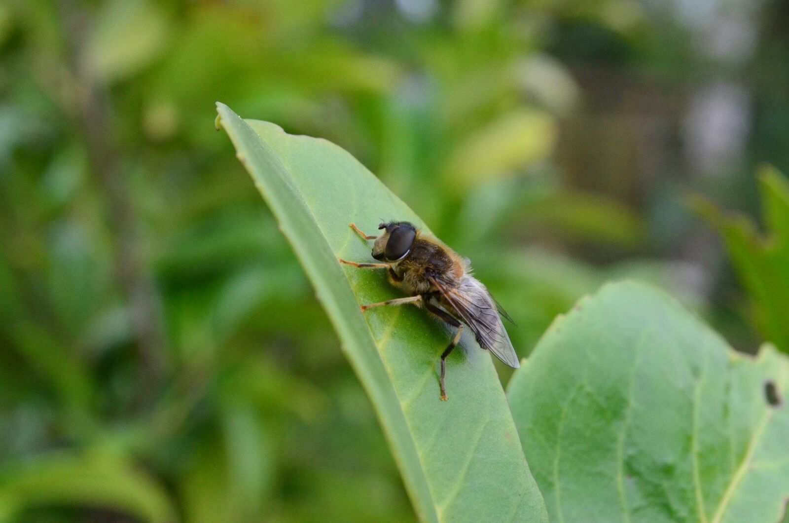 Nikon D5100 sample photo. Insect, fly, nahmaufnahme photography