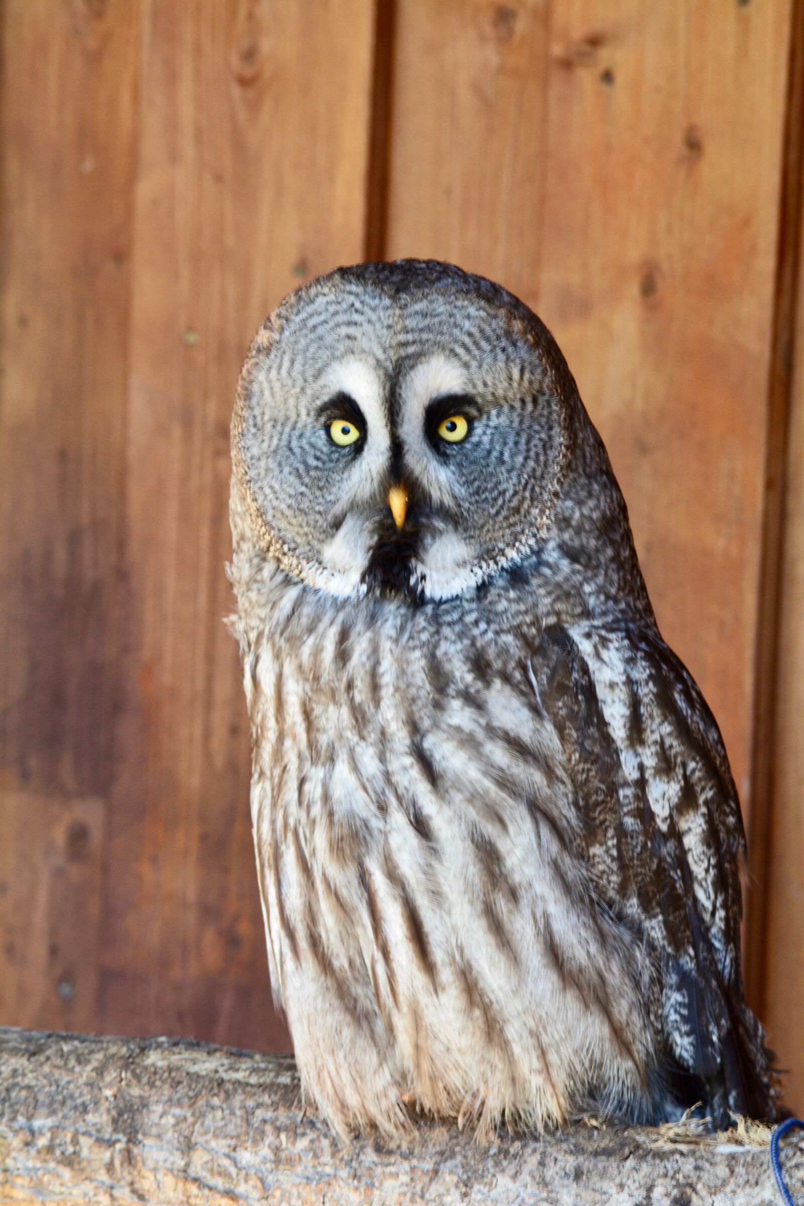 Nikon D7100 sample photo. Bart owl, bird, griffin photography