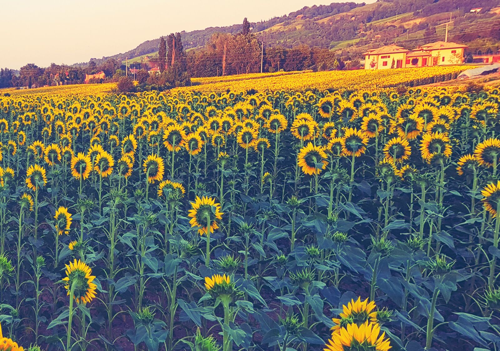 Samsung Galaxy S8+ sample photo. Sunflowers, summer, flowers photography