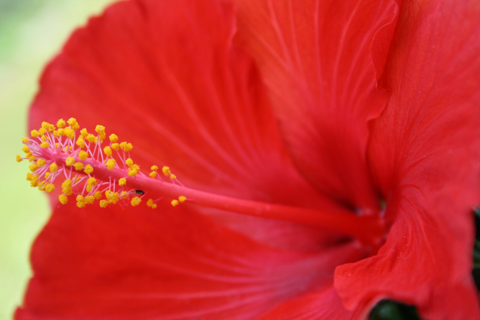 Canon EOS 1000D (EOS Digital Rebel XS / EOS Kiss F) sample photo. Flowers, hibiscus photography