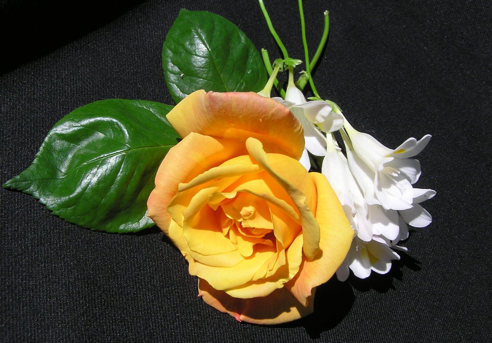 Olympus C750UZ sample photo. Rose, yellow, flowers photography