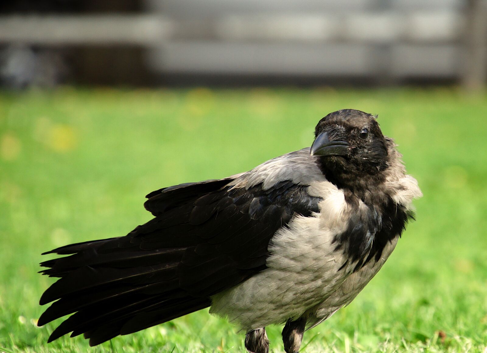 Sony Alpha NEX-5 sample photo. Bird, crow photography