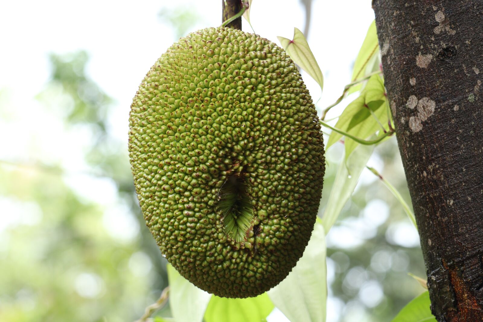 Canon EOS 250D (EOS Rebel SL3 / EOS Kiss X10 / EOS 200D II) sample photo. Jackfruit, kerala, nature photography